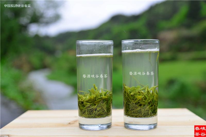 雨前茶深受大众茶友的青睐 雨前茶深受大众茶友的青睐