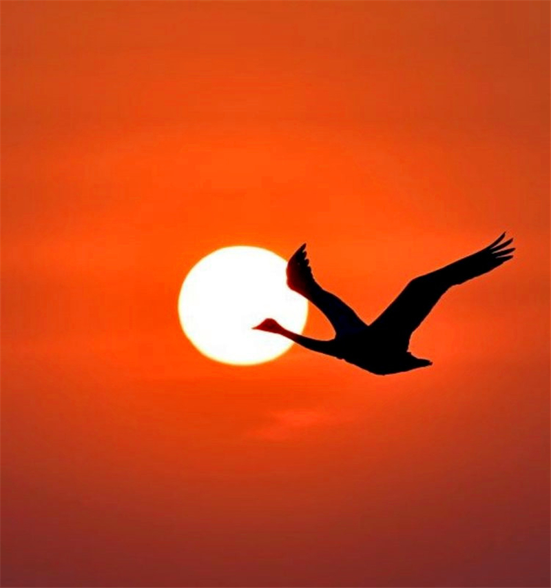 ҹİ